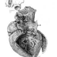 Brodel heart illustration